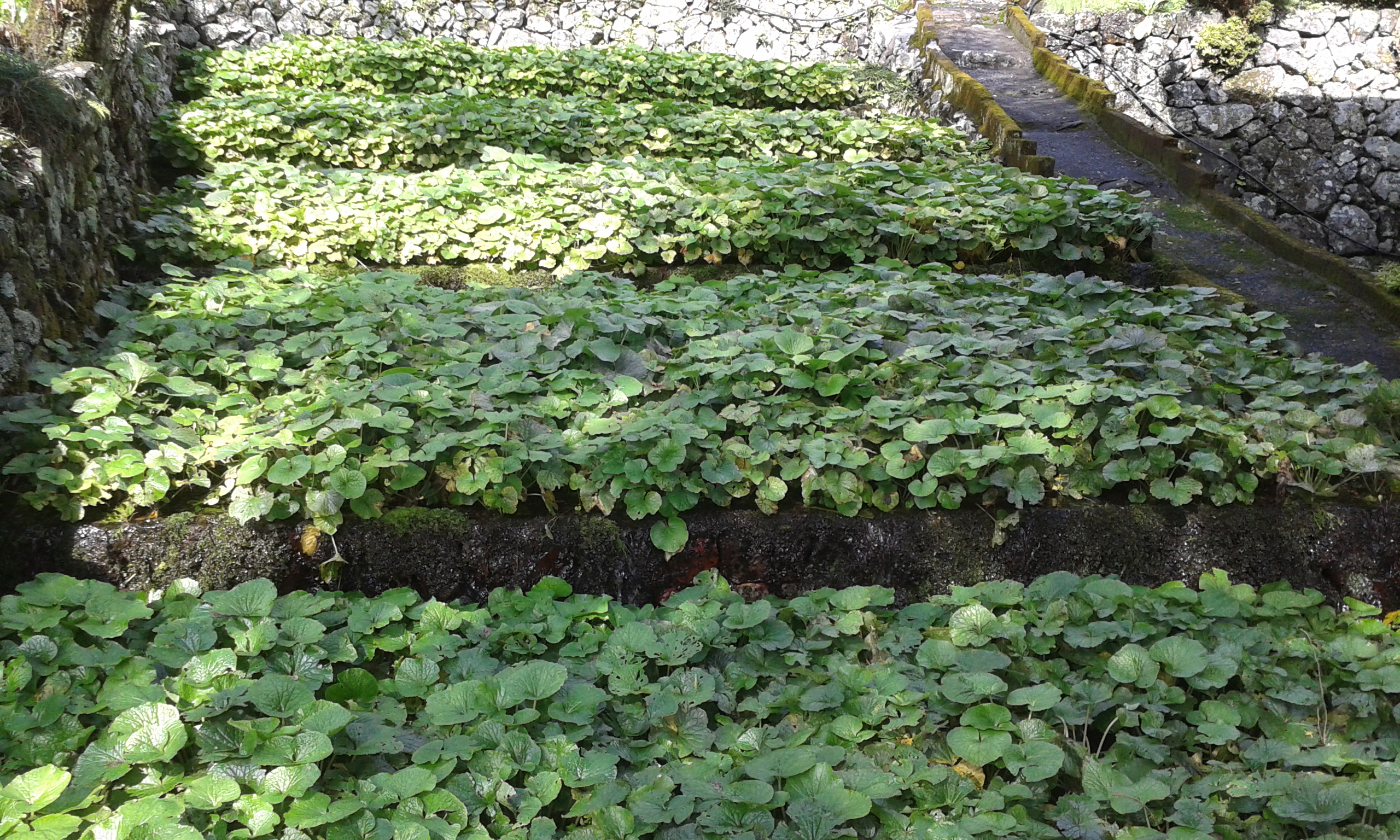 wasabi cultivation agrodirect