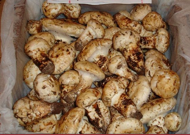 Nordamerikanische Matsutake- Pilze