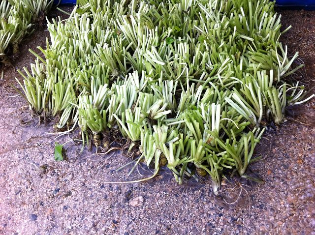 Wasabi Setzlinge / Wasabi Seedlings